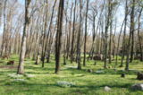 Kopli Birch Park
