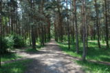 J. Sütiste Street Park-forest